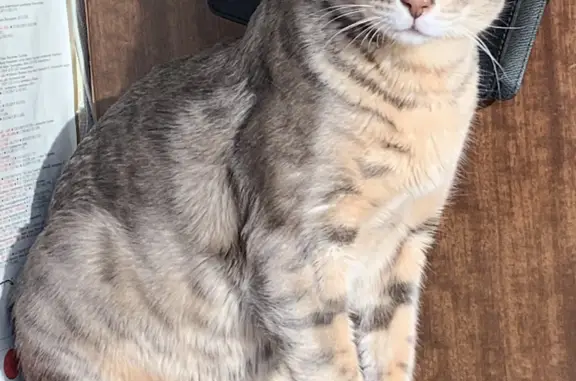 Потерянные животные Москва, фото: Пропала кошка в ЮЗАО, Тропаревский лесопарк, ул. академика Бакулева