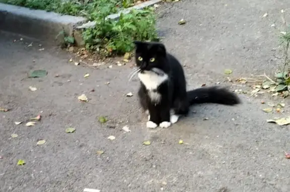 Найдена кошка на Ладо Кецховели, ищем хозяев