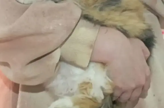 Пропала трёхцветная кошка в Нижегородской области
