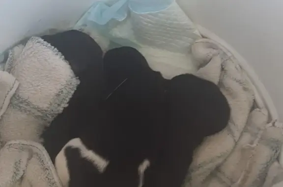 Слепые новорожденные собаки найдены на Свободном проспекте, 53А