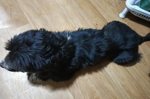 Найдена собака, Московская область, фото: Найдена собака и девочка на ул. Аллейная, Голубино