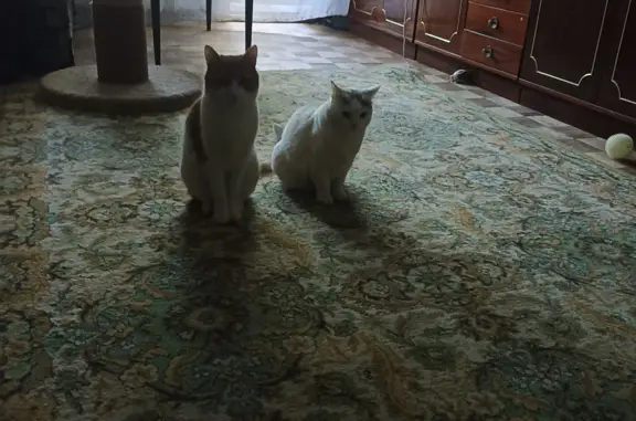 Кошки потеряшки, Санкт-Петербург, фото: Потеряшка кошка Бублик, Новоизмайловский пр-т, 37, Санкт-Петербург