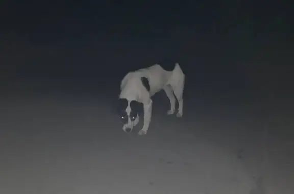 Собака Дроняга найдена на перекрестке Кудрявки