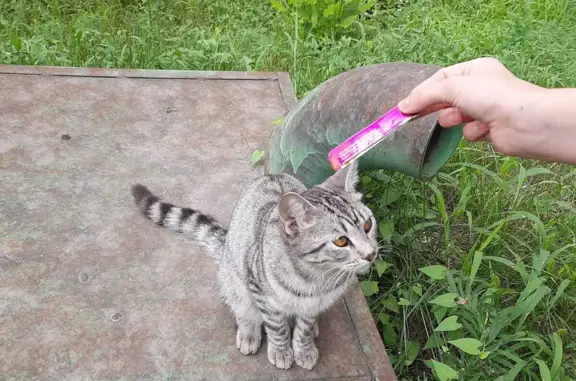 Найдена кошка в Омске, ул. Блюхера, 22