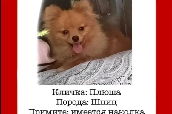 Пропала собака Плюша, рыжая шпиц, хромает, Барнаул