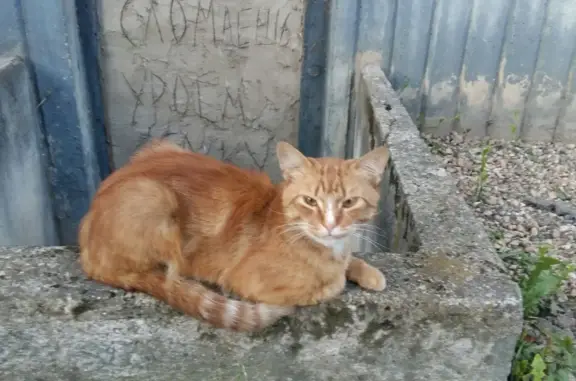 Найден кот, ул. Тимирязева 19, Великие Луки