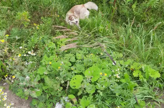 Собака Бегал найдена на остановке Тутаевское шоссе, Ярославль