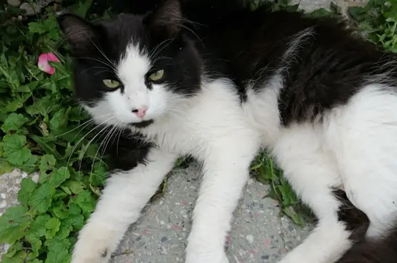 Найден ручной кот в садоводстве, Воскресенские Ворота, Москва