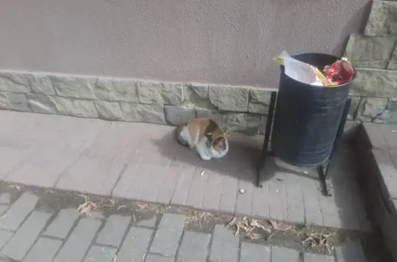 Найдена кошка, адрес: ул. Михалевича, 31, Раменское