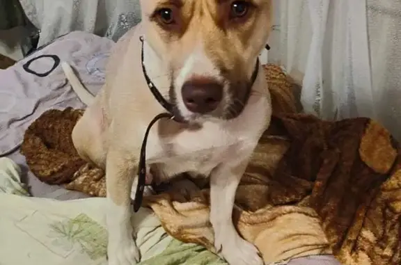 Найдена собака, Санкт-Петербург, фото: Найдена собака: стаффордширский терьер, ул. Лёни Голикова, 7