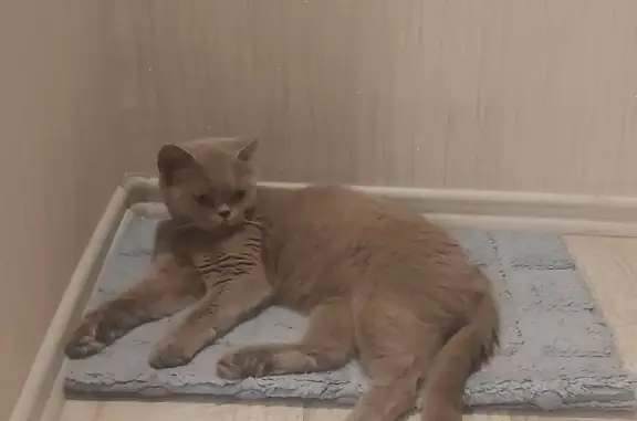 Найдена британская кошка, серого окраса, ул. Ивана Франко, 6, Иркутск
