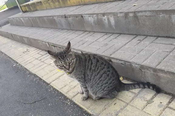 Найдена серая кошка с ошейником на ул. Шевченко, 52, Смоленск