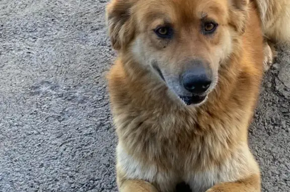 Пропала собака Кобель в Кемеровской обл.