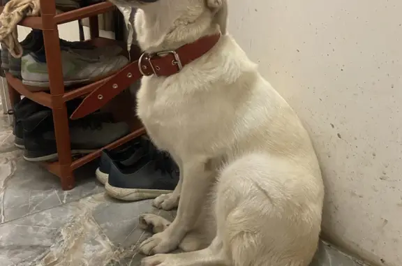 Найдена собака на Менделеева, 10, Курск