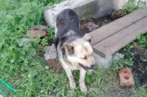 Найдена собака в селе Исетском, г. Сысерть — д. Часовая