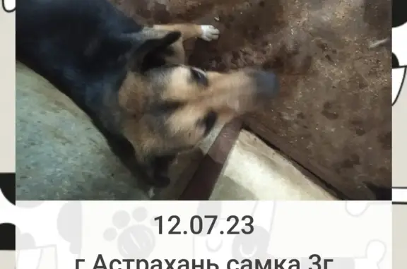 Пропала собака возрастом 2 года, ул. Александрова 7, Астрахань