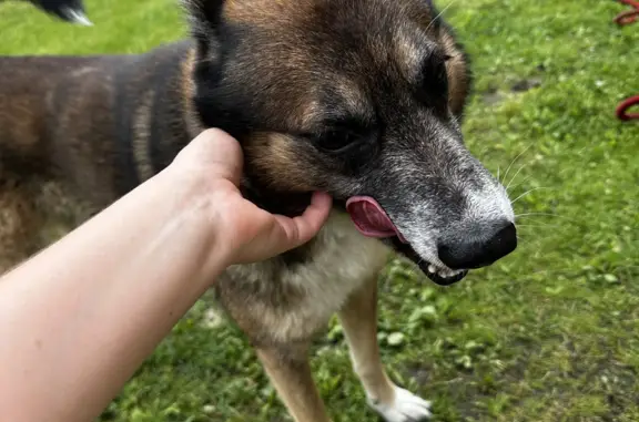 Собака Пес найдена на Красноборской улице, Шушары