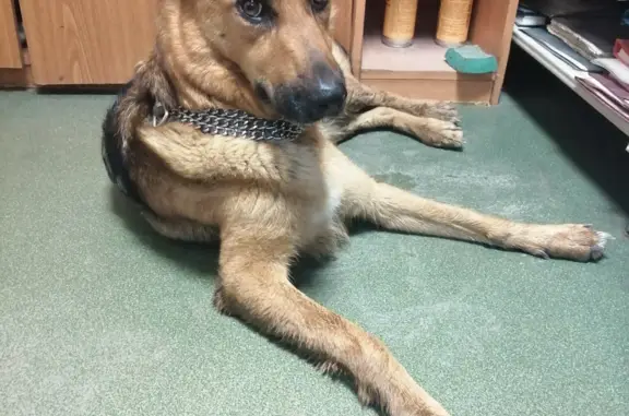 Собака найдена: овчарка, 2 года, ул. Доватора, Челябинск
