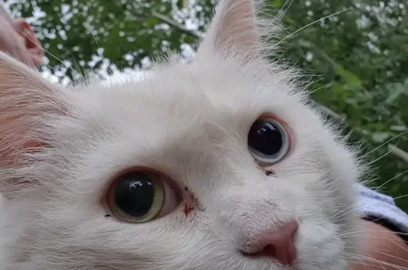 Найдена кошка, Красноярск, фото: Кошка с ошейником найдена: СНТ Лесная Поляна, 27