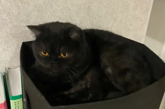 Кошки потеряшки, Краснояр-I, фото: Потеряшка кошка на Луговой улице, Краснояр-I