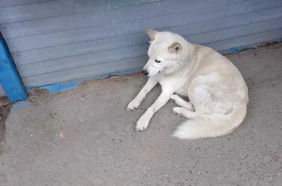 Найдена собака на Благовещенской ул., 4, Вологда