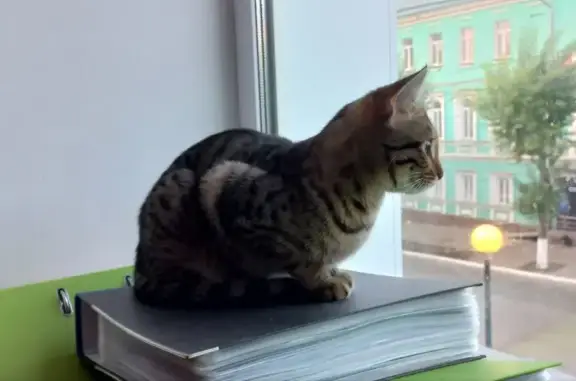 Кошки потеряшки, Киров, фото: Потеряшка кошка девочка, ул. Свободы, 66, Киров