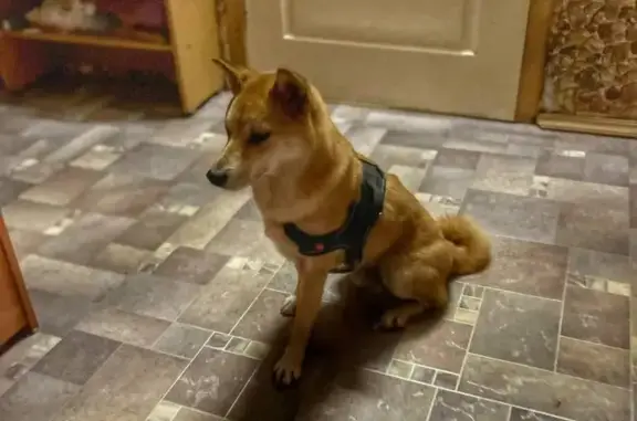 Найдена собака, Москва, фото: Найдена собака Порода Сиба ину, ул. Юных Ленинцев, 6, Москва