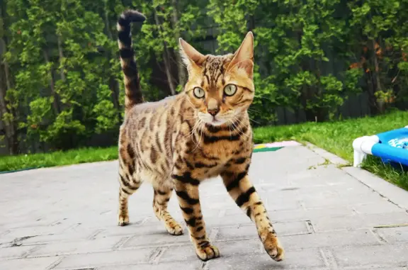 Найдена Бенгальская кошка в Москве
