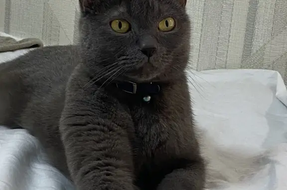 Пропала кошка Серый кот в Новосибирске