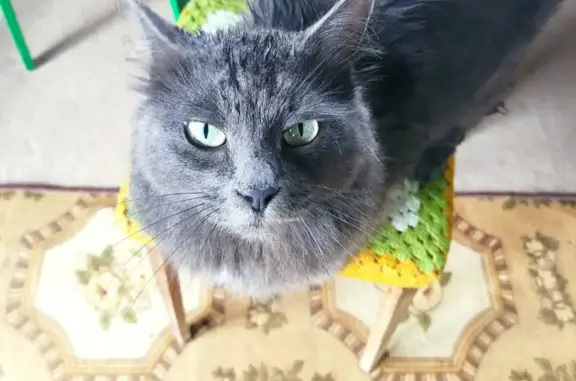 Кошки потеряшки, Ильтеряково, фото: Потеряшка кошечка Нибелунг в Ильтеряково, Башкортостан