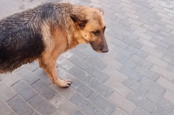 Собака возле новостройки на Сарафановской ул., Иркутск