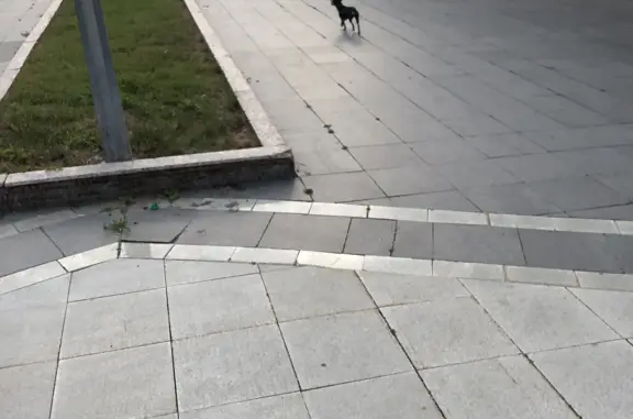 Собака найдена возле стадиона, улица Розы Люксембург, 12, Тюмень