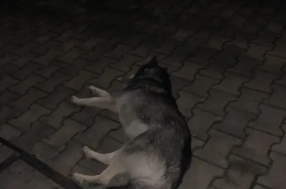 Найдена ласковая собака возле магазина 