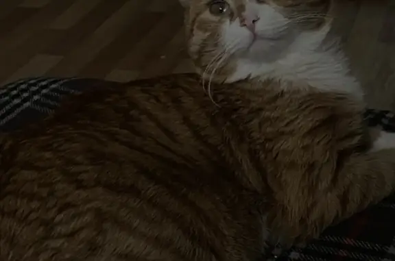 Потерянные животные Новосибирск, фото: Пропала кошка Кот, рыжий, сбежал в КСМ, Новосибирск