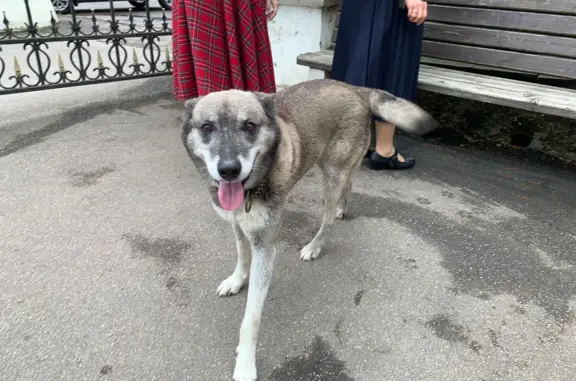 Найдена собака в Никольском храме, Дружба, Мытищи