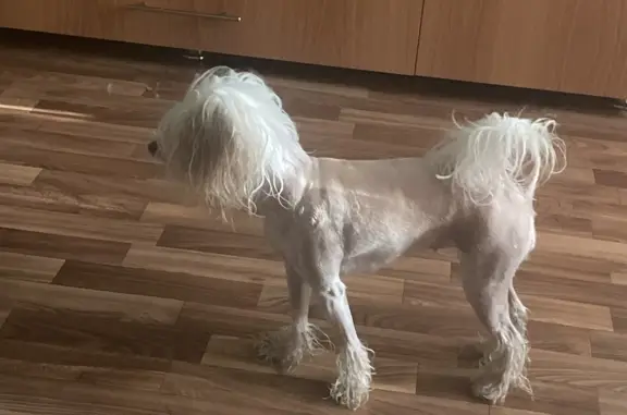 Найдена собака, ул. Аблукова, 41 к3, Ульяновск