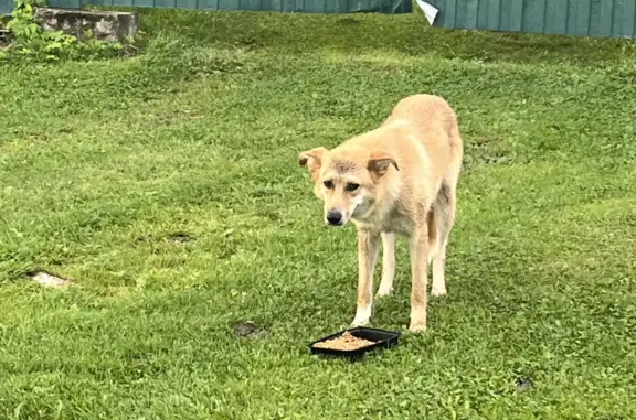 Найдена собака в Владимирской области, похожая на Каролинскую собаку