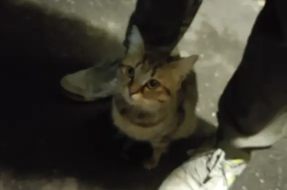 Найдена молодая кошка без кастрации в Новокузнецке
