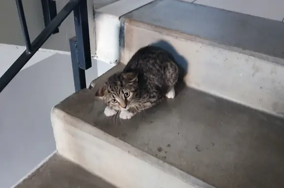 Найдена темно-серая кошка-котенок возрастом 3 месяца на пр. Кузнецова, 11 к2, СПб