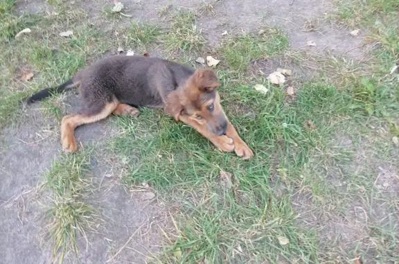 Собака найдена на Молодежном проспекте, Старый Оскол