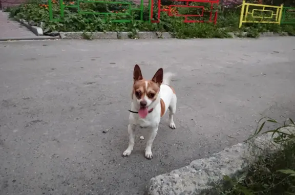 Найдена собака Бегал, ул. Сулимова, 65, Екатеринбург