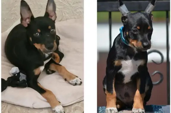 Собаки потеряшки, Москва, фото: Потеряшка собака, СВАО, СВИБЛОВО, Москва