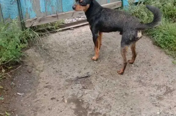 Собака Метод той-тейера найдена на Лесосечной ул., 2 к3, Новосибирск
