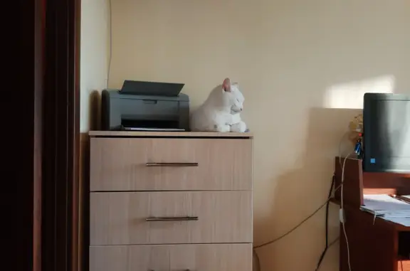 Найдена белая кошка на ул. Карпинского, СПб