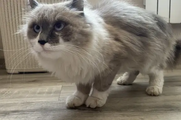 Найден кот Сиам возле Берёзовки, Красноярский край