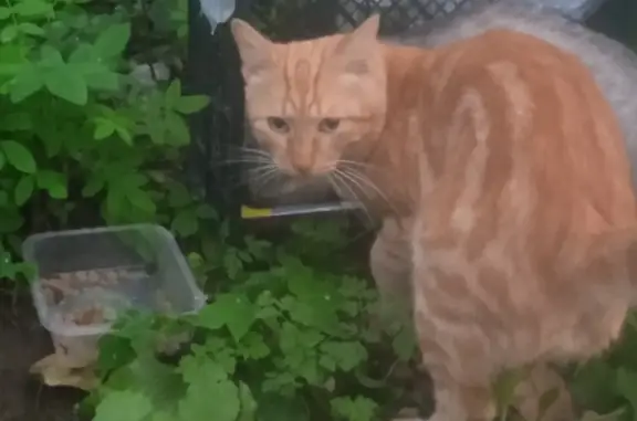 Найдена кошка: британец, потерялся на Заводской улице, 9