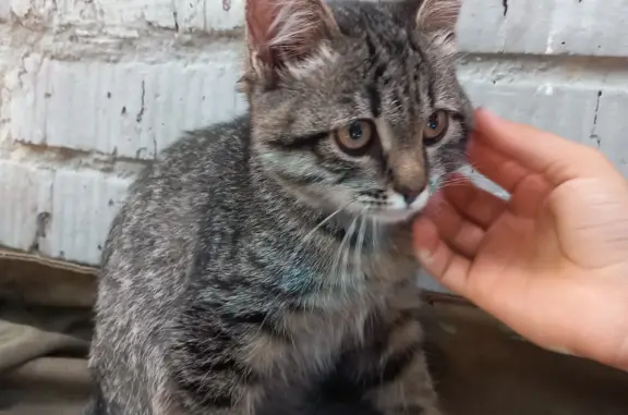 Найдена кошка на Станционной ул., Тула