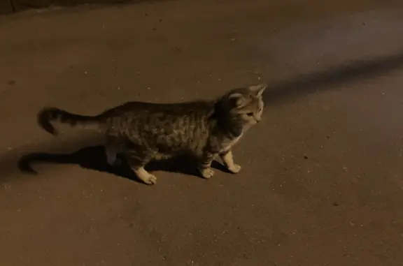 Красивая кошка найдена на Золоторожском Валу, 32 с15, Москва
