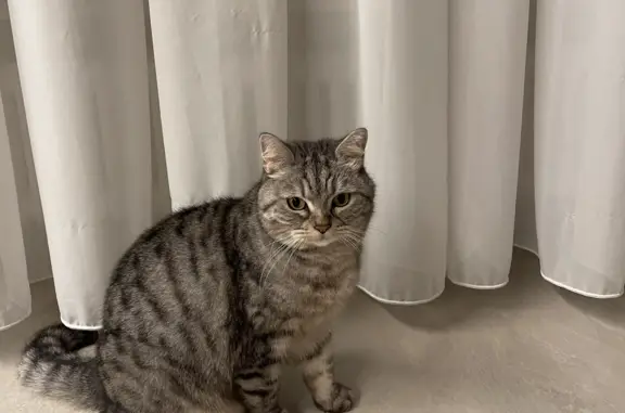 Найдена шотландская кошка в Московской области