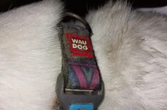 Найдена собака, Московская область, фото: Найдена собака в Московской области, похожа на Бигля